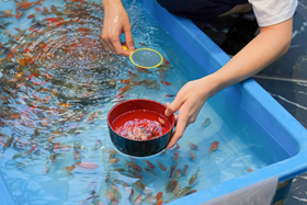 金魚すくい